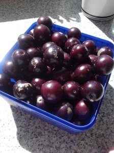 93 plums in a box